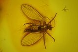 Fossil Moth Fly (Psychodidae) In Baltic Amber #166235-1